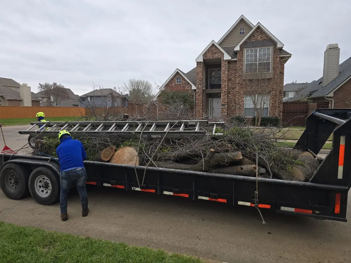 Expert Tree Pest Control with proper safety equipment in Sherwood